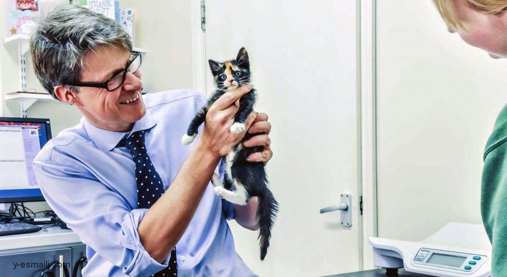 شناخت ترس از گربه ها (Ailurophobia) و راه های درمانی