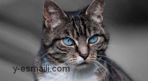 شناخت ترس از گربه ها (Ailurophobia) و راه های درمانی