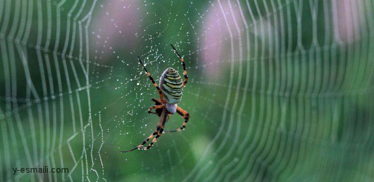 ترس از عنکبوت (Arachnophobia): شناخت ترس از عنکبوت