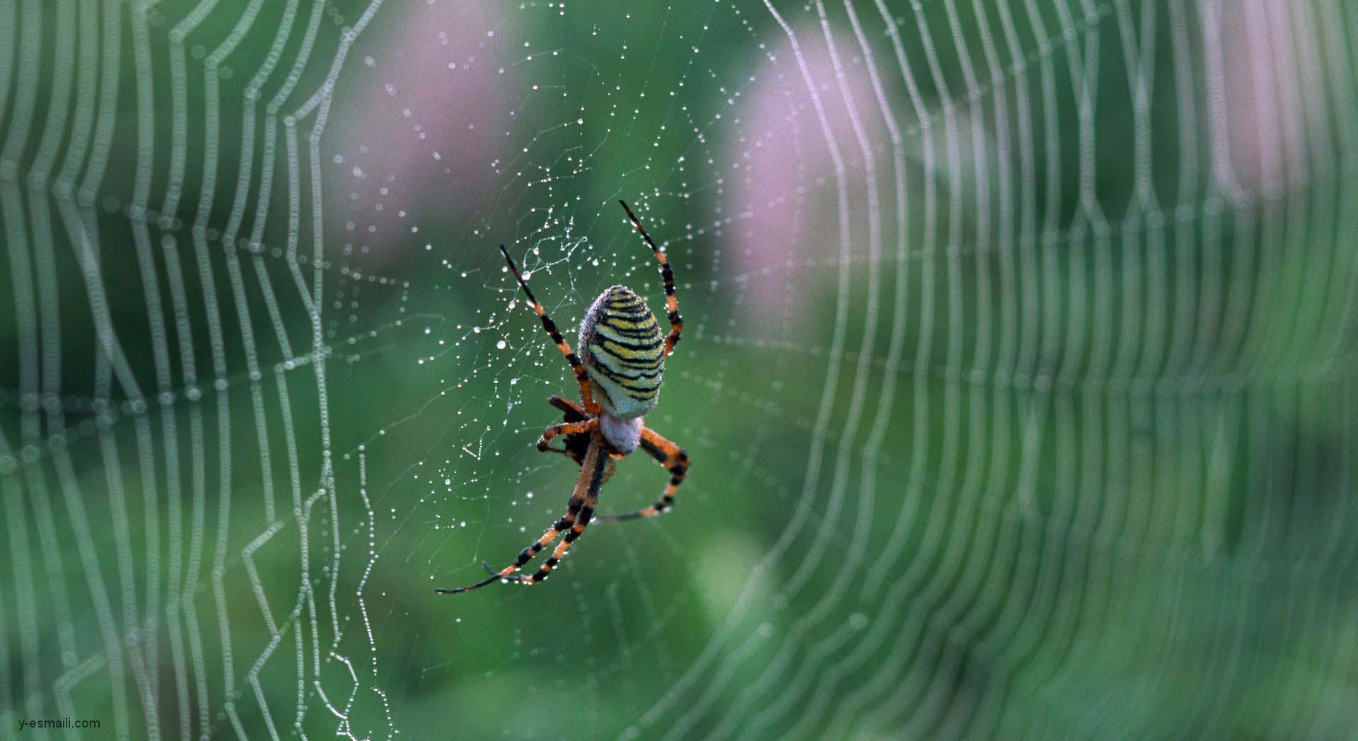 ترس از عنکبوت (Arachnophobia): شناخت ترس از عنکبوت